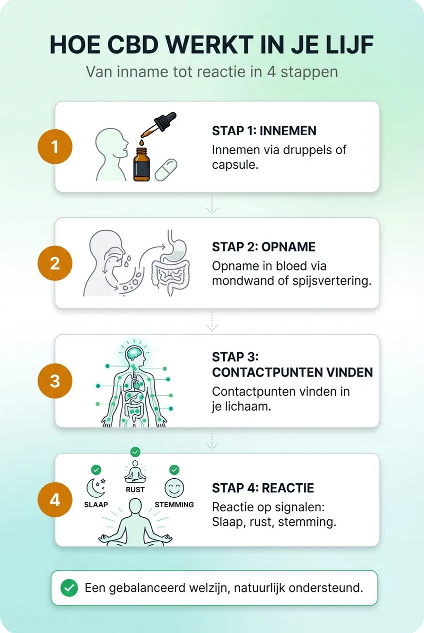 Infographic die in 4 stappen uitlegt hoe CBD werkt in je lichaam: van inname tot reactie